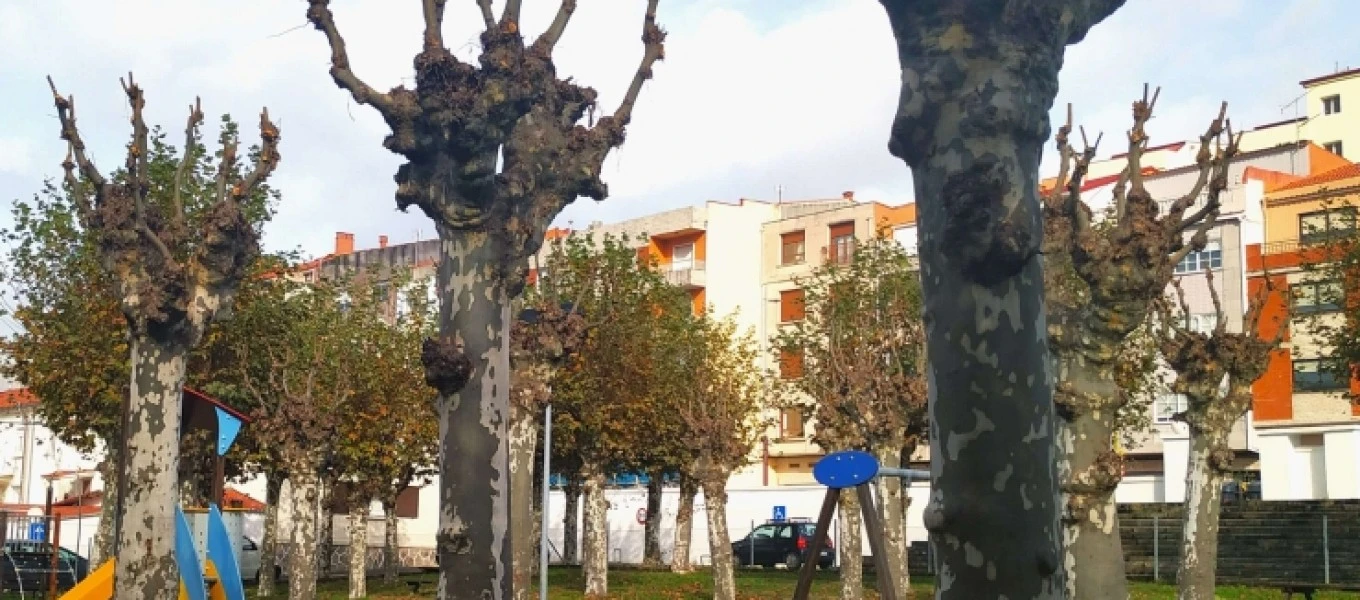 Brocada