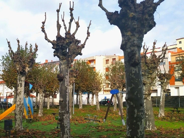 Brocada