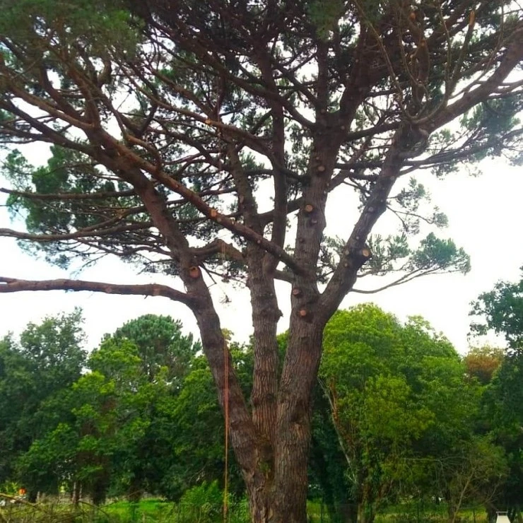 Poda natural