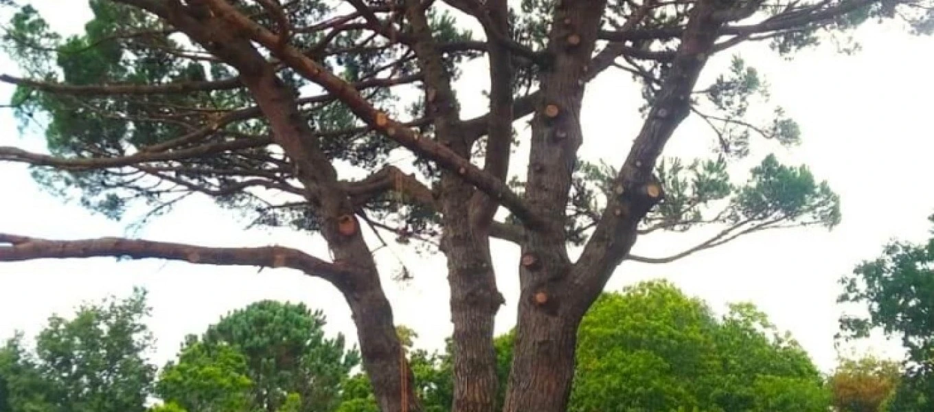 Poda natural