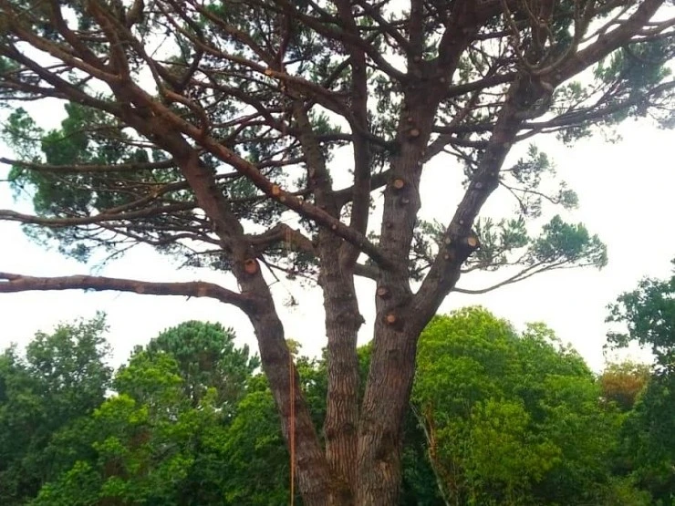 Poda natural