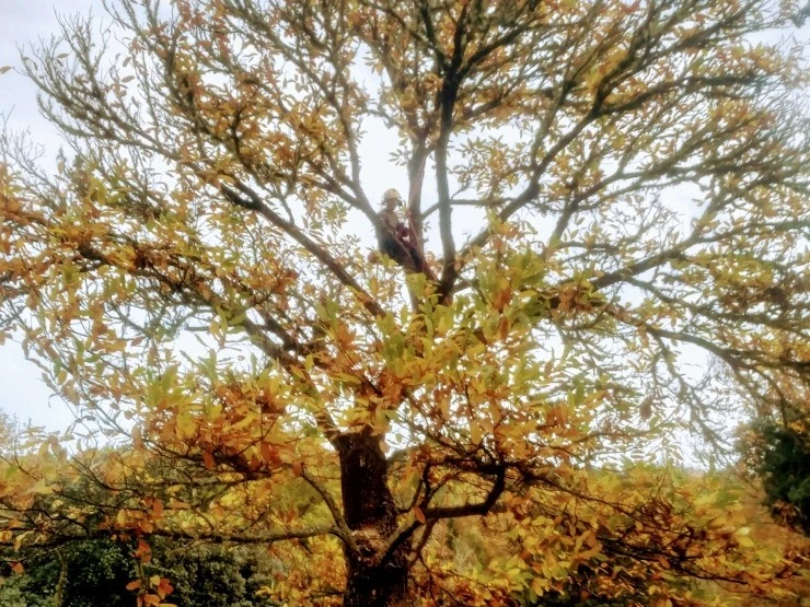 Poda inglesa