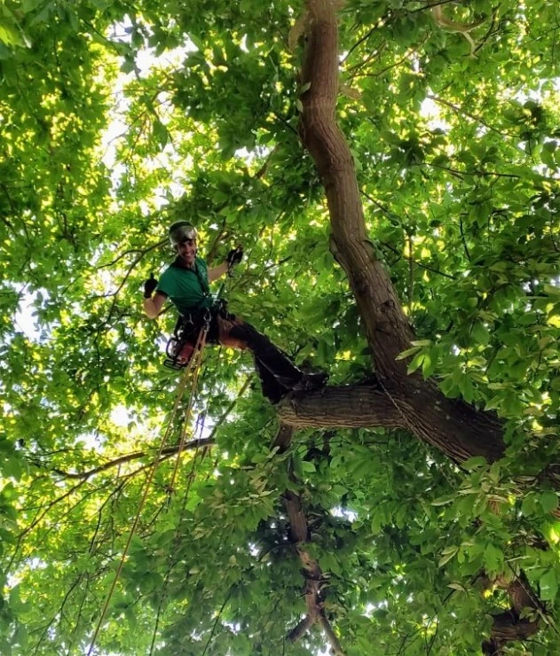 Empresa de poda y cuidado de árboles. Arboricultura.