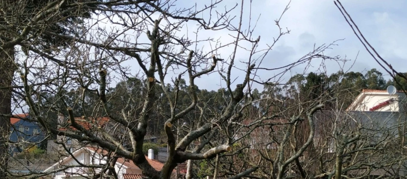 Poda de árboles frutales