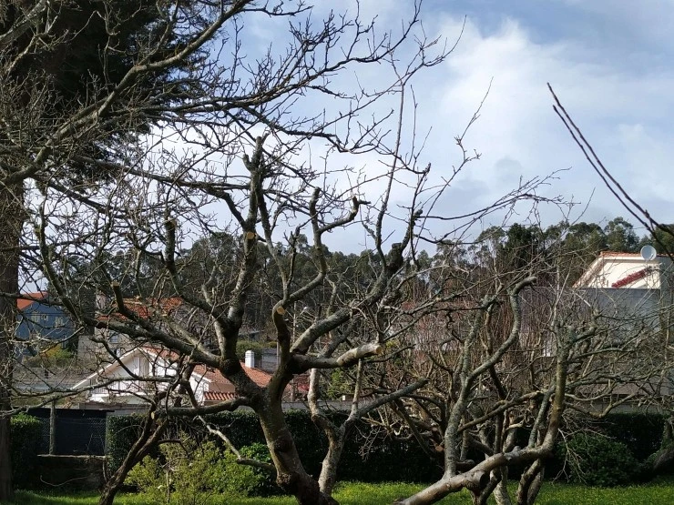Poda de árboles frutales