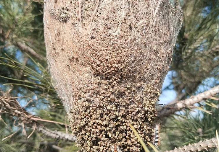 Tratamientos fitosanitarios en árboles