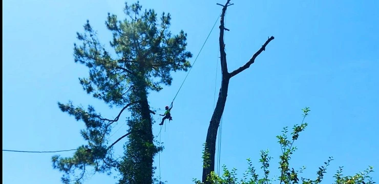 Empresa de poda y cuidado de árboles. Arboricultura.